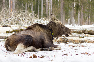 Similar image 11435124