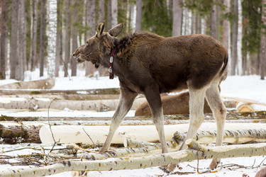 Similar image 11435126