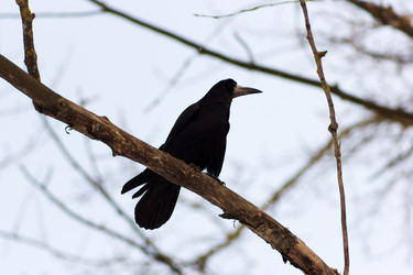 Similar image 11435137