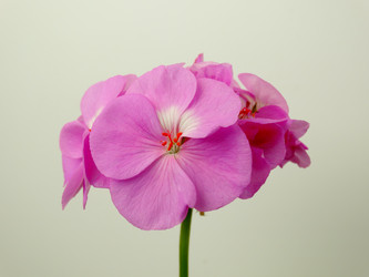 Similar image 11435708