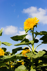 Similar image 11440846