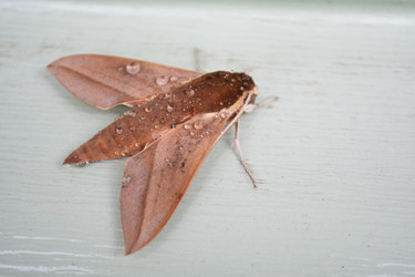 Similar image 11442811