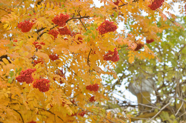 Similar image 11442835