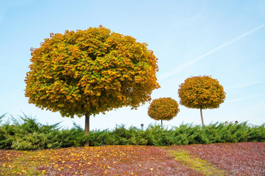 Similar image 11452608