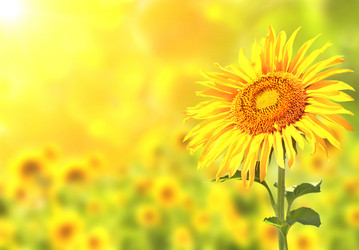 Similar image 11459790