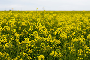 Similar image 11445352