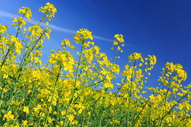 Similar image 11448750