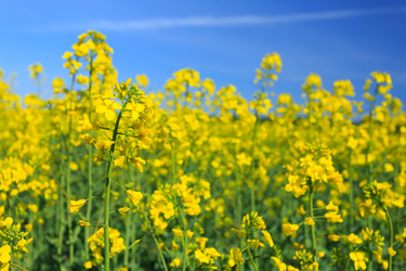 Similar image 11448655