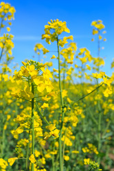 Similar image 11448729