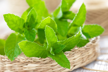 Similar image 11448271