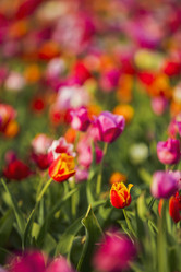 Similar image 11450582