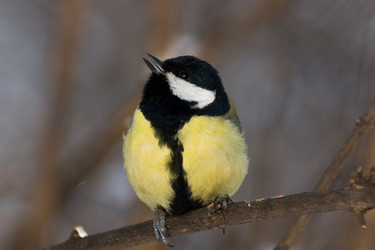 Similar image 11454114