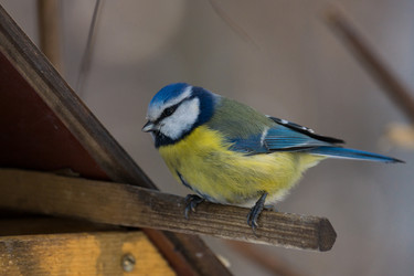 Similar image 11446650