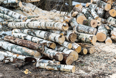 Similar image 11457994