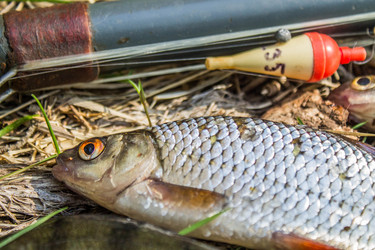 Similar image 11453042