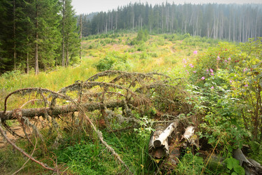 Similar image 11456954