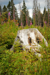 Similar image 11456962