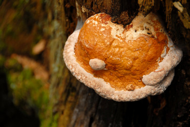 Similar image 11457049