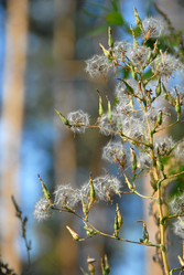 Similar image 11457059