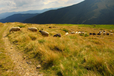 Similar image 11456987