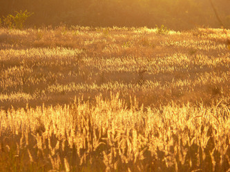 Similar image 11456346