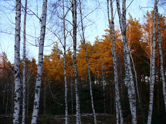 Similar image 11456847