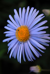 Similar image 11454254