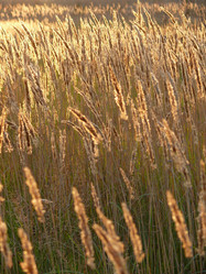 Similar image 11454256