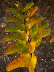 Similar image 11454257