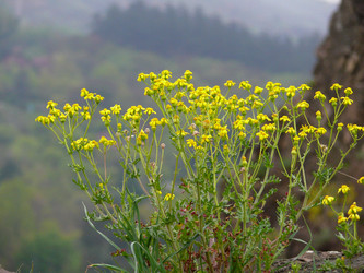 Similar image 11456945