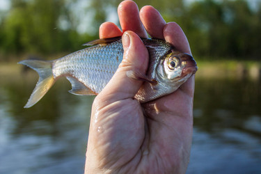 Similar image 11457822