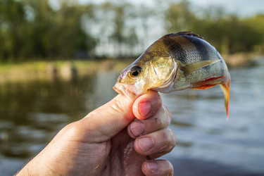 Similar image 11457824