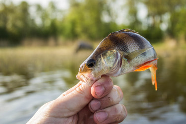 Similar image 11457825