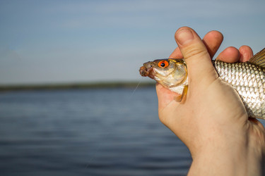 Similar image 11457832