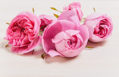 Similar image 11457520