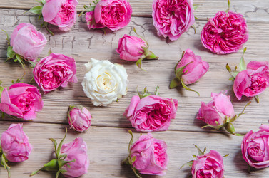 Similar image 11457554