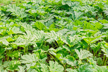 Similar image 11457816