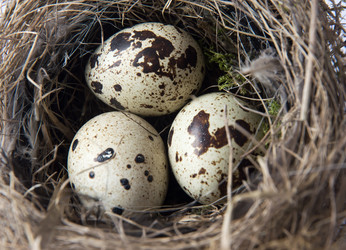 Similar image 11460528