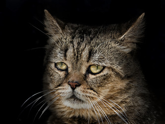 Similar image 11459055