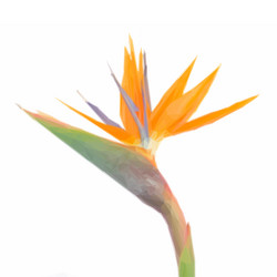 Similar image 11453548