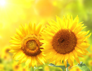 Similar image 11459776