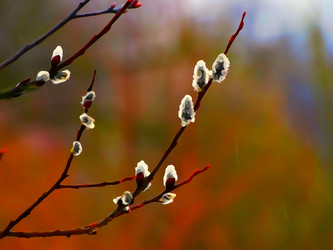 Similar image 11452599