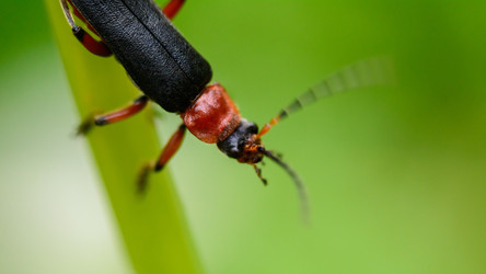 Similar image 11452948