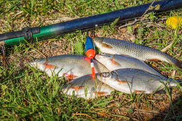 Similar image 11459411