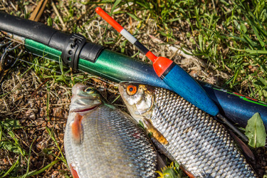 Similar image 11459414