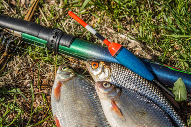 Similar image 11459416