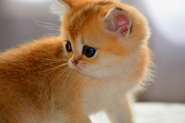 Similar image 11453072