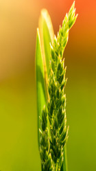 Similar image 11456333