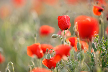 Similar image 11458744