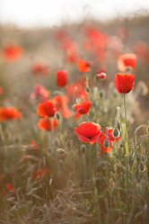 Similar image 11458760